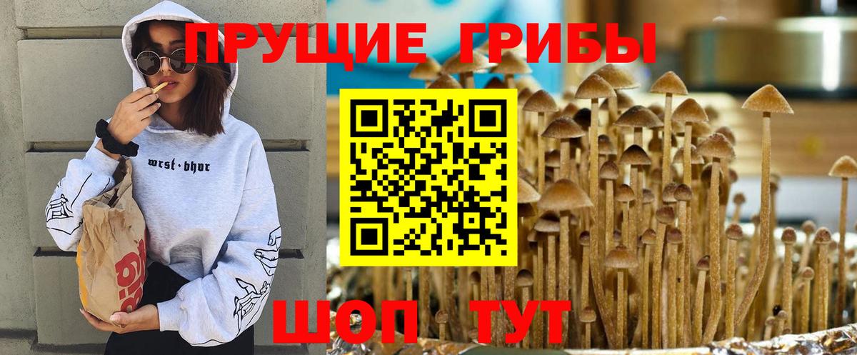 Псилоцибиновые грибы Cubensis  Вход с VPN  Домодедово  Псилоцибиновые грибы прущие грибы 